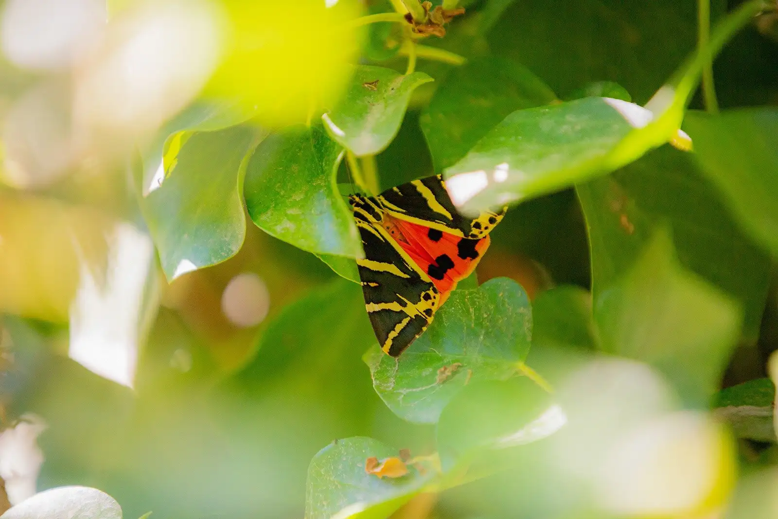 Butterflies Nature Reserve