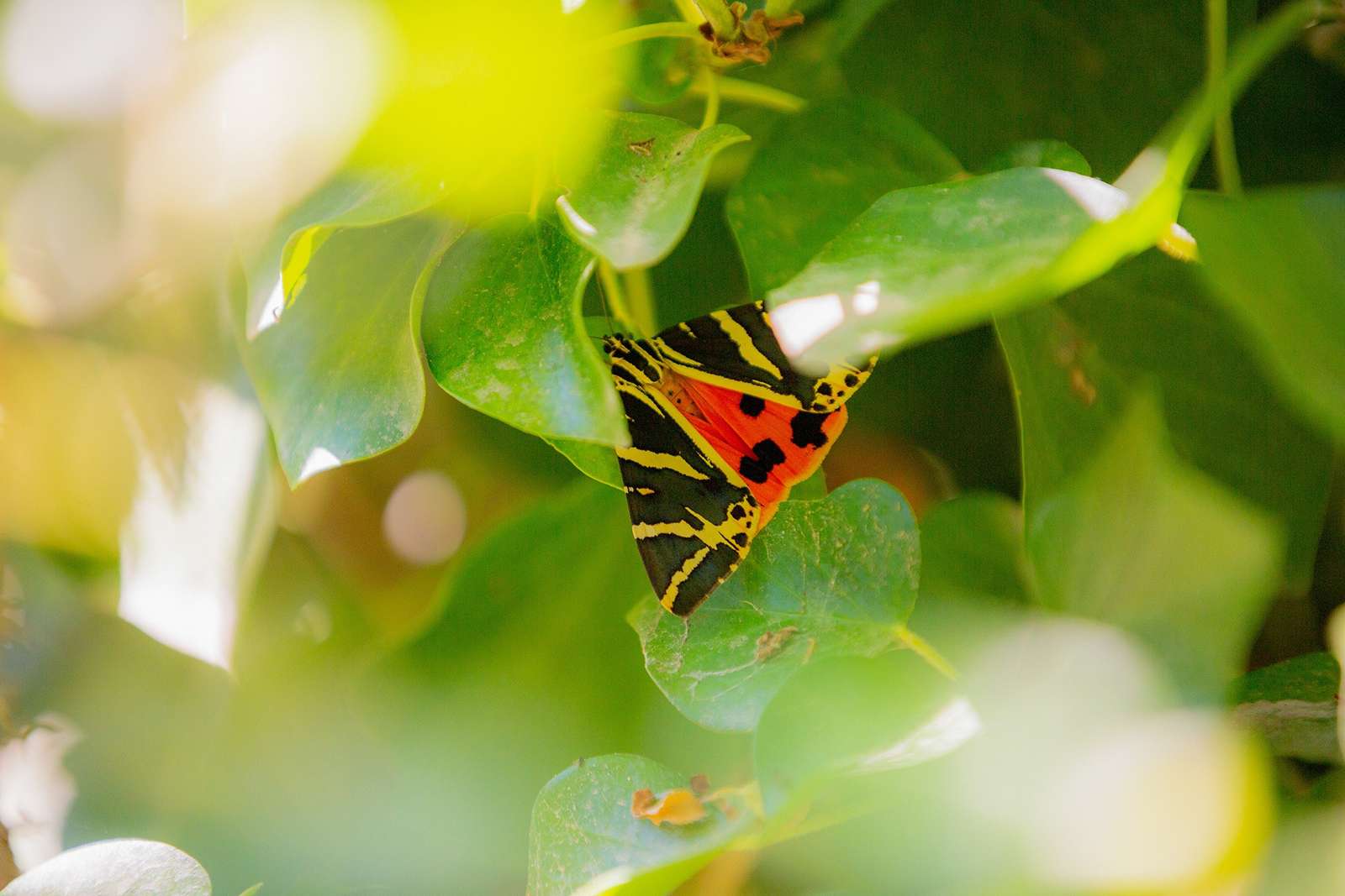 Butterflies Nature Reserve