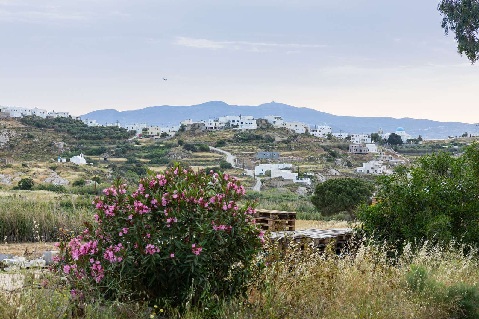 Galanado